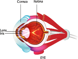 the structure of a human eye.