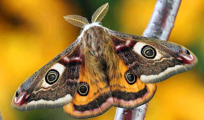 Nature Closeup - Butterfly
