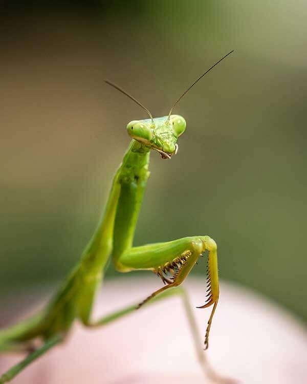 Nature Close Up - Praying Mantis