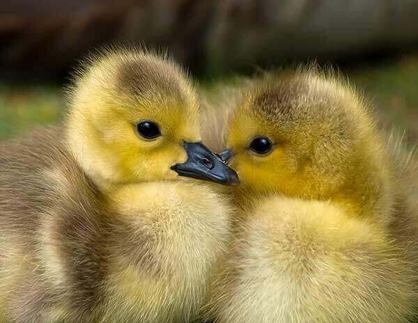 Nature Closeup - baby chicks