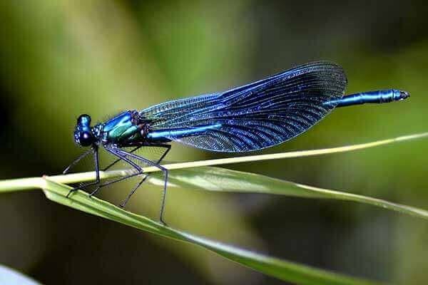 Nature Closeup - dragonfly