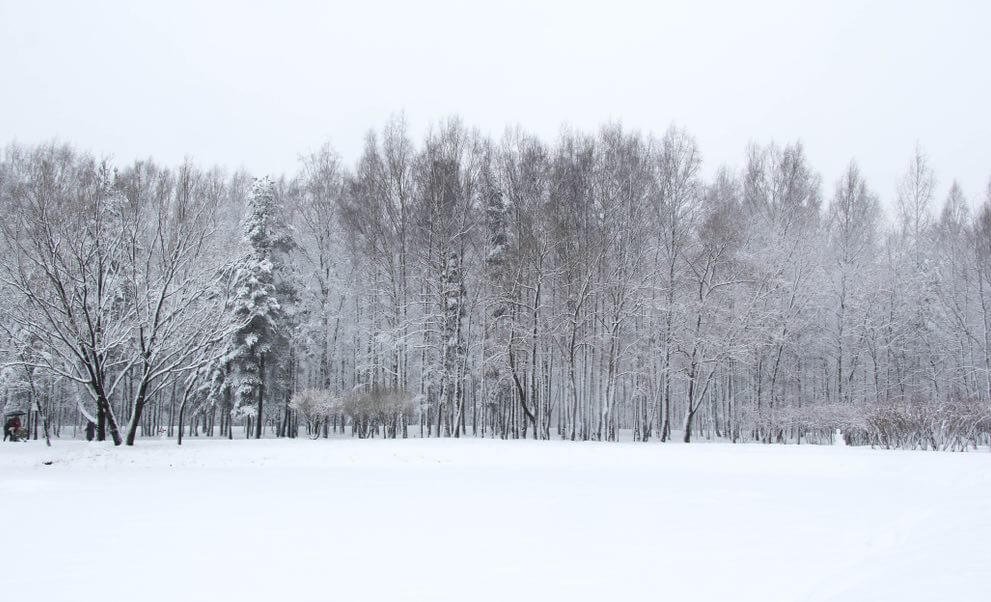 snowy landscape scene with snow covered trees lined in the background.
