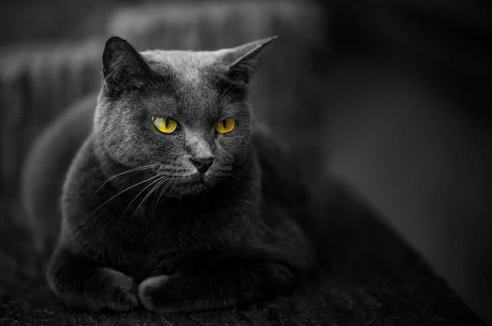 black cat with yellow eyes against dark background.