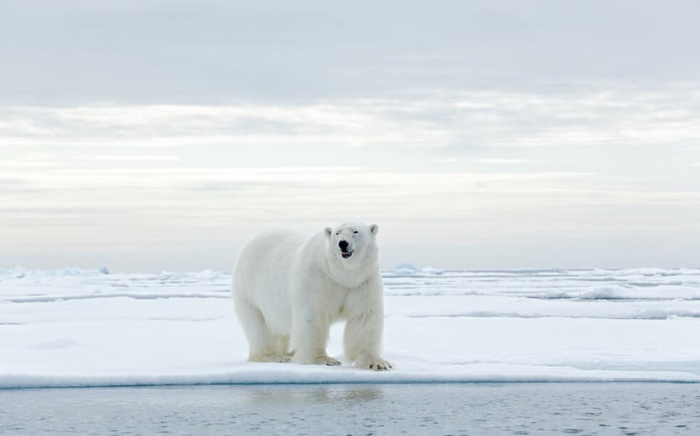 big white polar bear standing in the middle of an ice edge in the Arctic.
