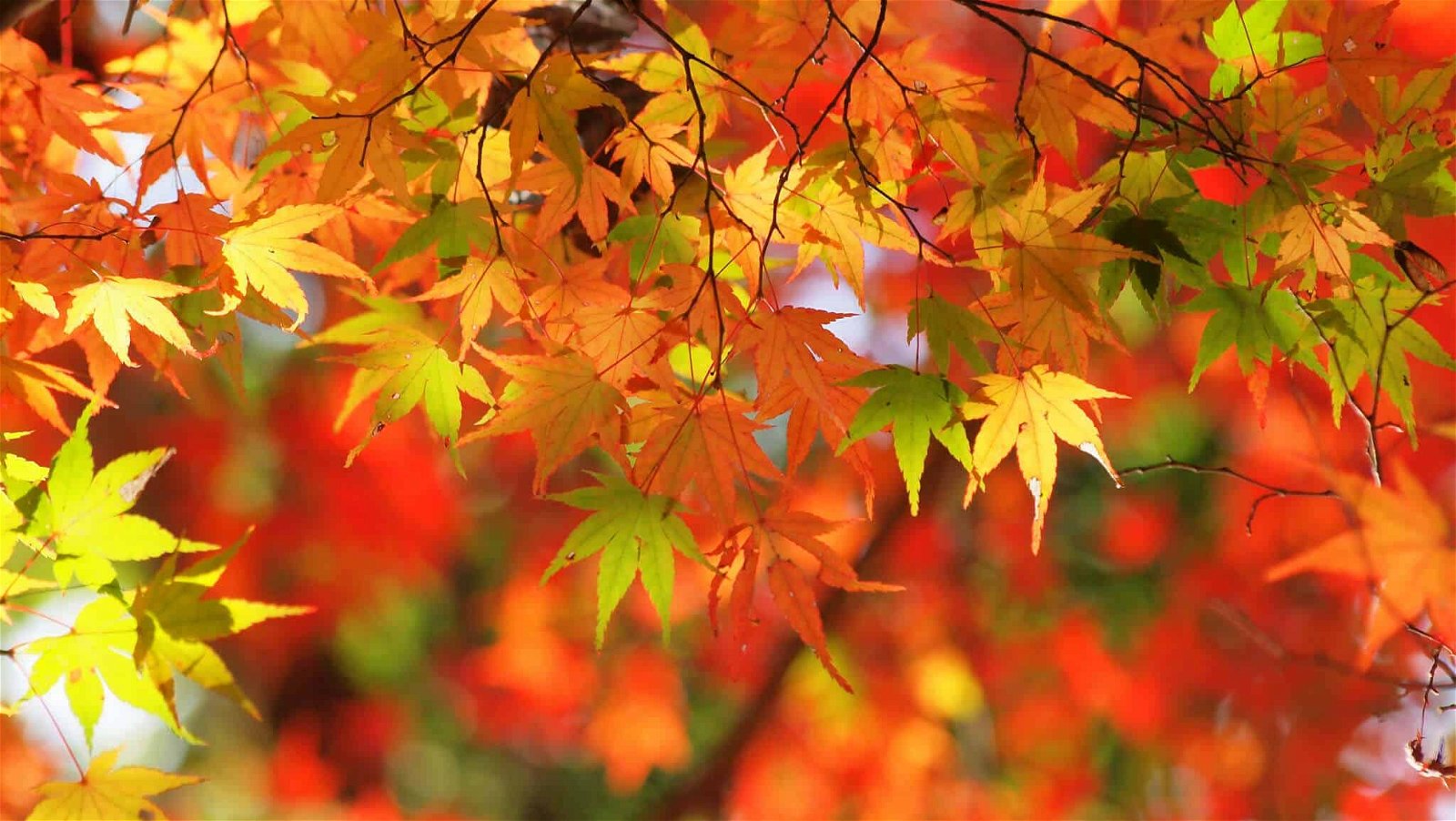 autumn photography - close up of colorful leaves.