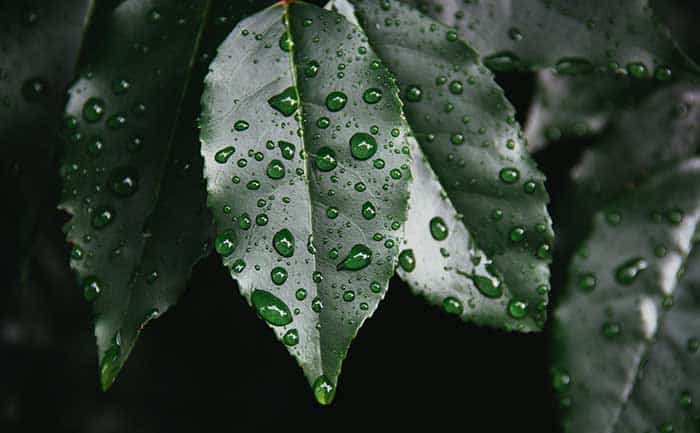 Rain Photography Tips - macro