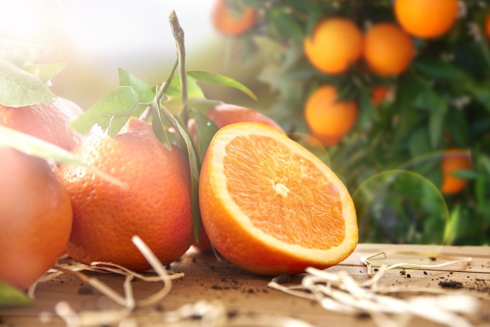 still life photography of oranges in natural light.