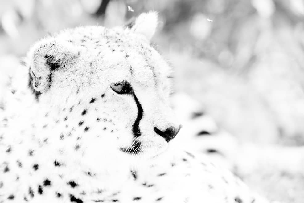 high key image of a Cheetah.