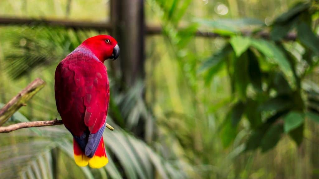 by getting in close to your subject and increasing the distance from your subject to the background, you can create a beautiful bokeh, as seen in this image of a parrot.