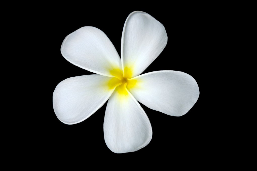 White and yellow flower on a black background.