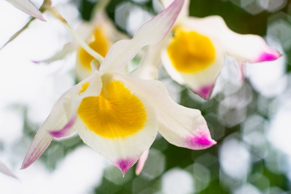 Image at 25mm focus distance.