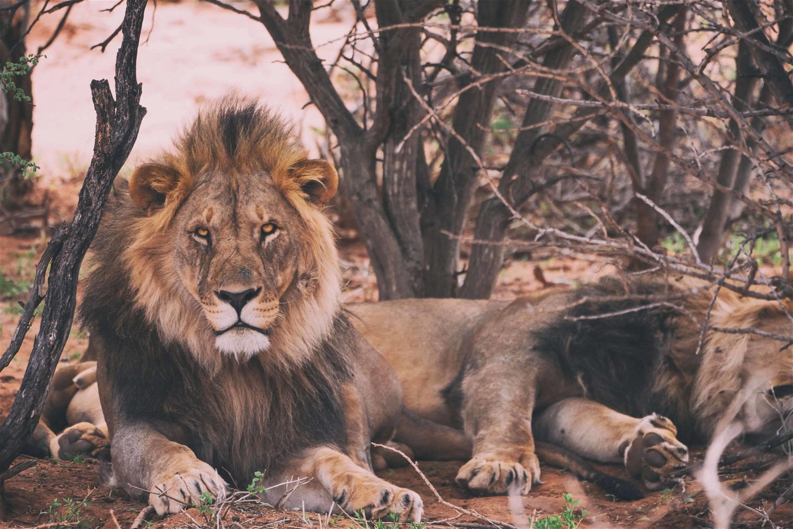 For animal lovers, the wildlife photography genre is for you, but you've got to find your subject such as this lion.