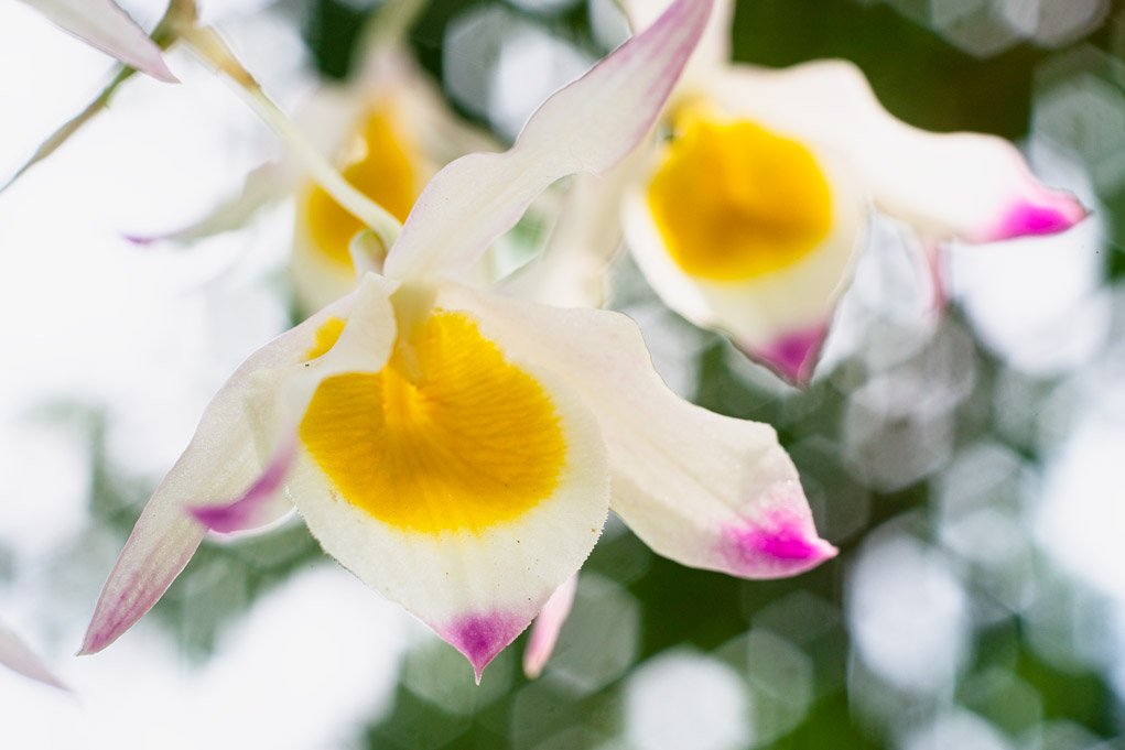 orchid flowers with a shallow depth of field.