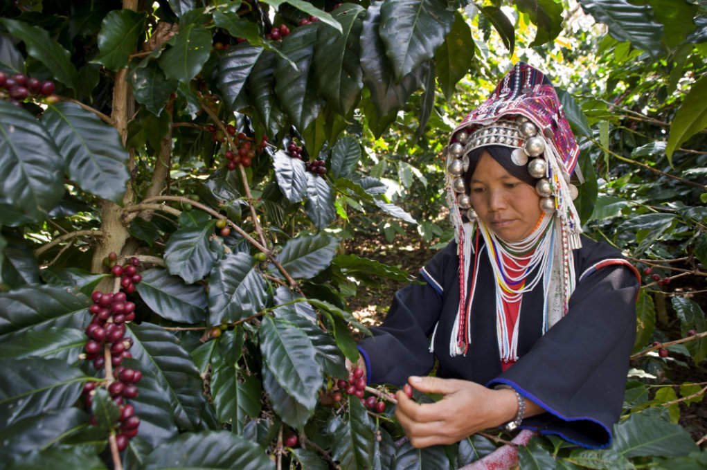 environmental portrait of an Akha woman picking coffee.