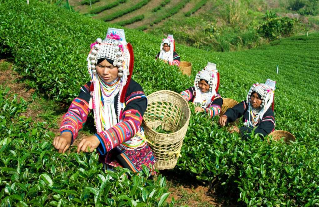photo of Akha tea pickers.