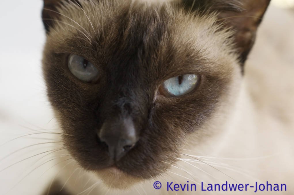 close up of a cat with a watermark made in Photoshop.