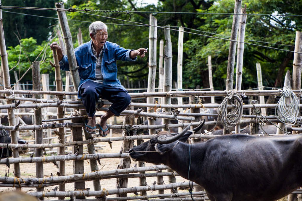 environmental portrait at a Thai cattle market.