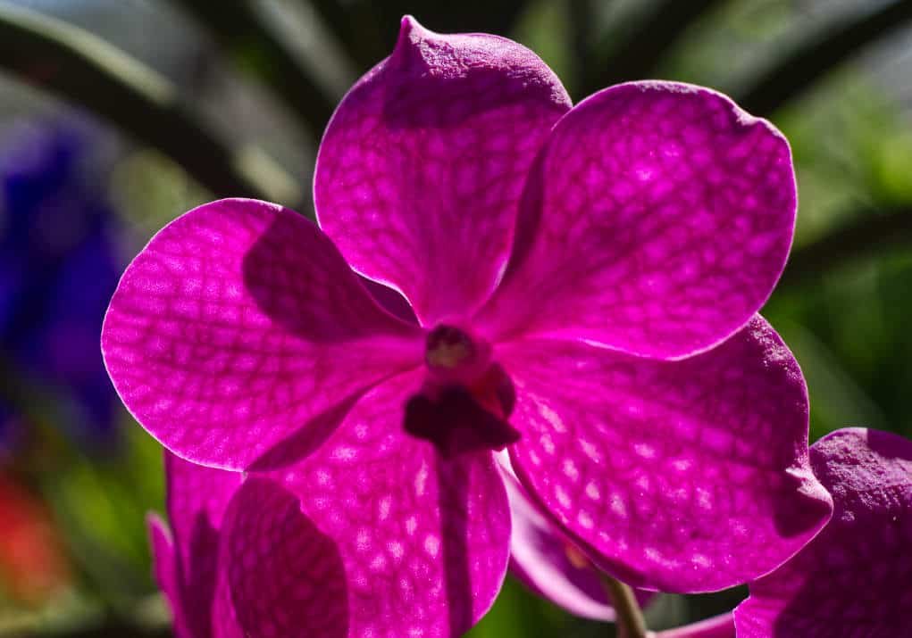 pink orchid made using center weighted metering mode.