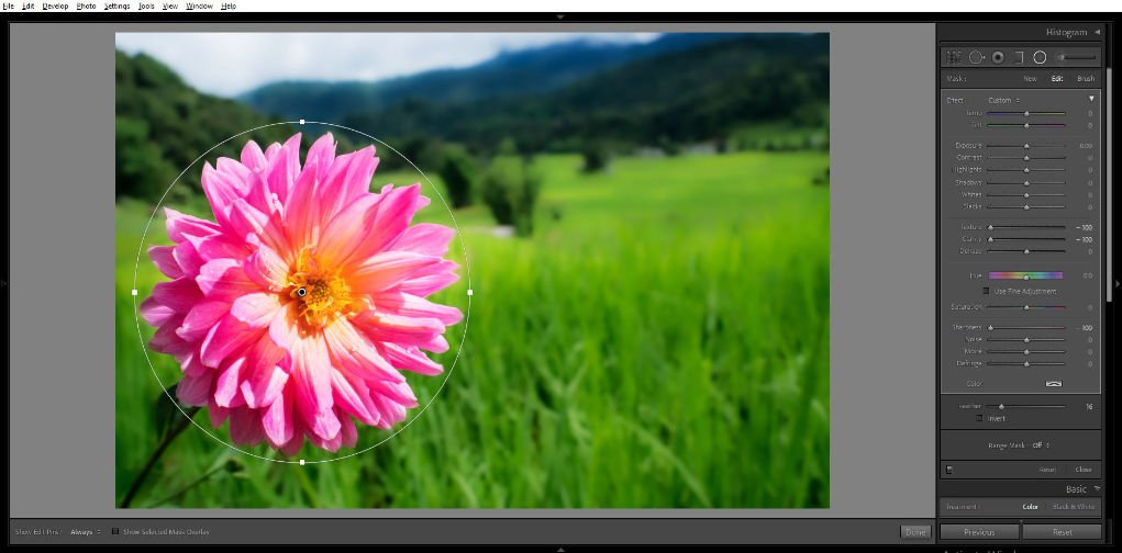 flower with a blur background in Lightroom.