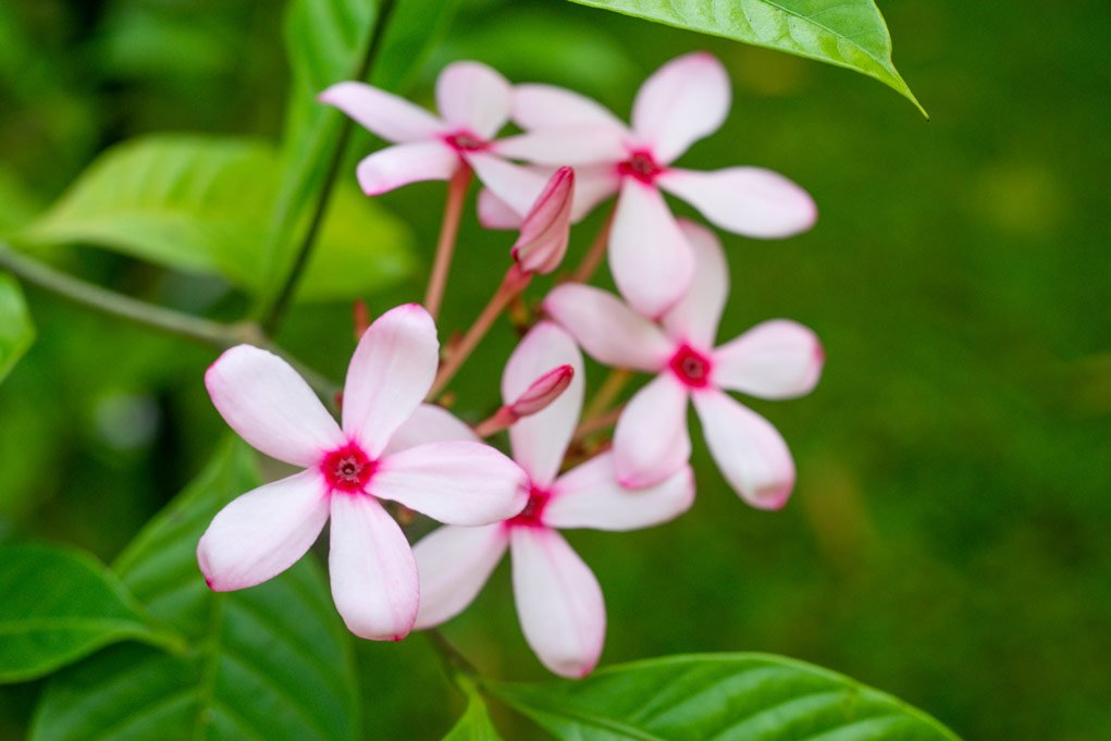 small pink flowers.
