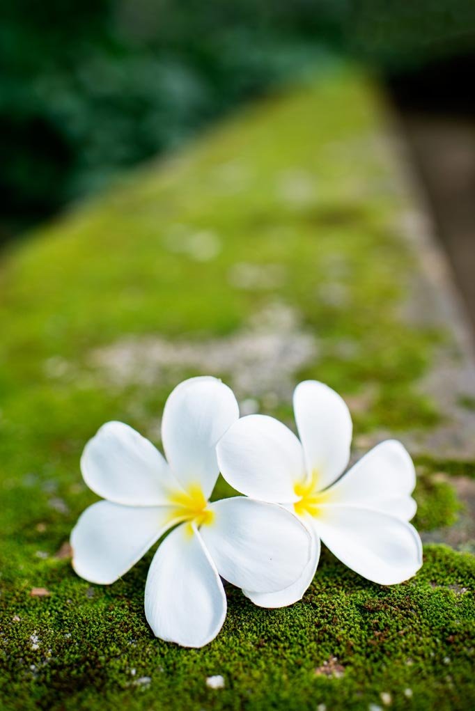 two white flowers and converging lines.