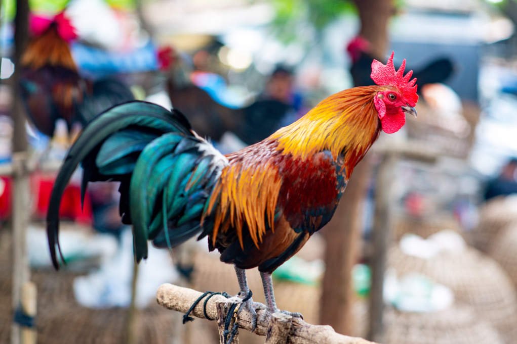 photograph of a red rooster.