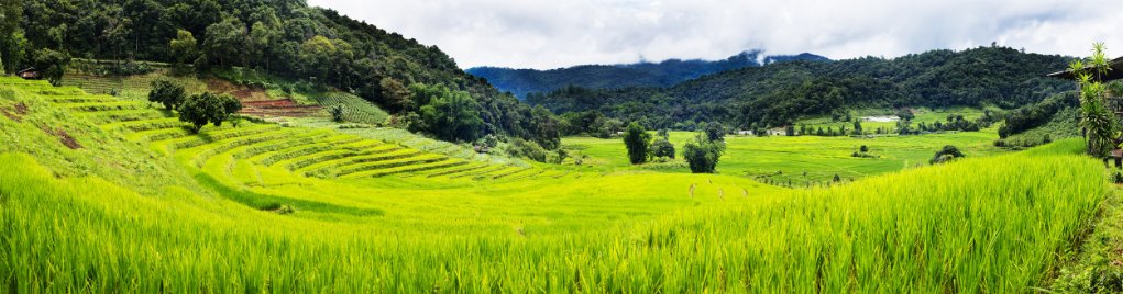 create panorama in photoshop of Thai rice.