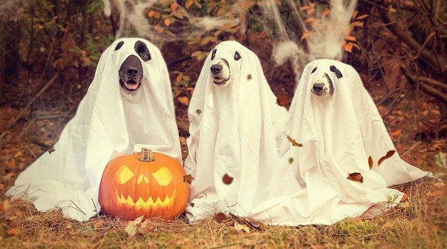 Dogs dressed for Halloween as ghosts with jack o lantern.