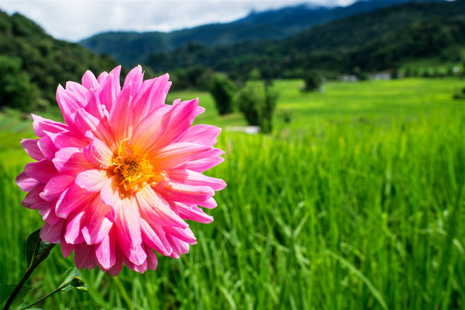 Pink dahlia flower with a blurred background.