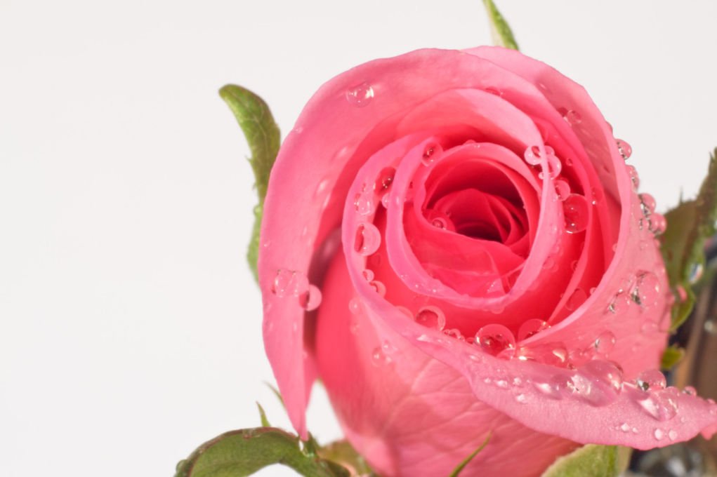 Close up Image of a pink rose with DIY Lighting.