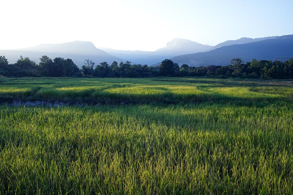 rice fields landscape image.