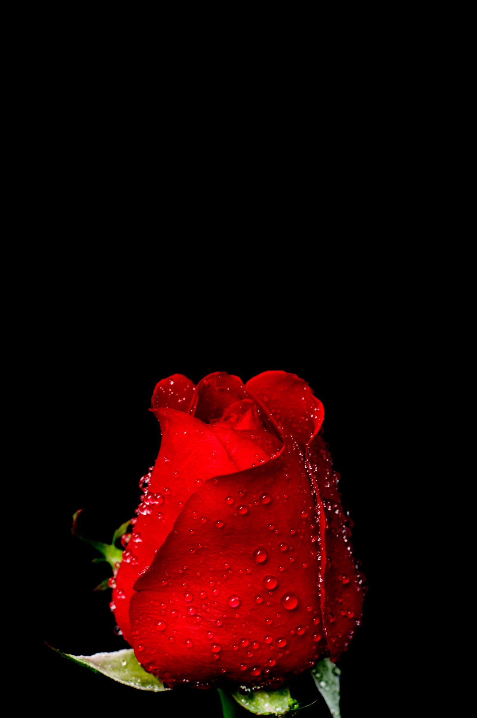 single red rose in negative space photography illustration.