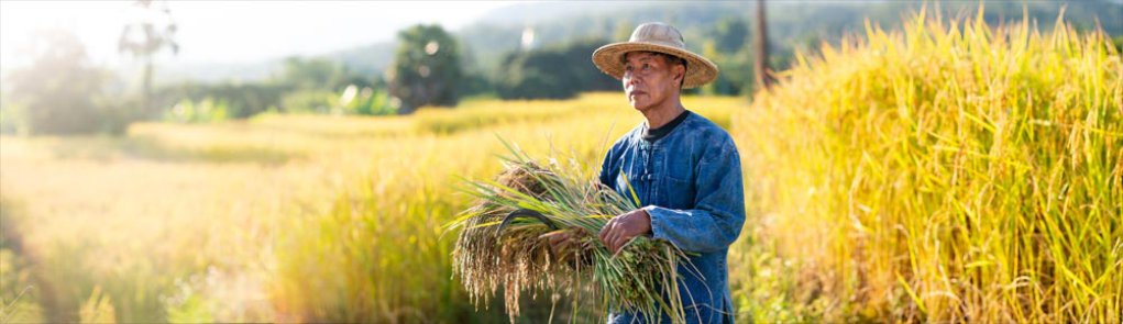 panorama with Thai rice farmer
