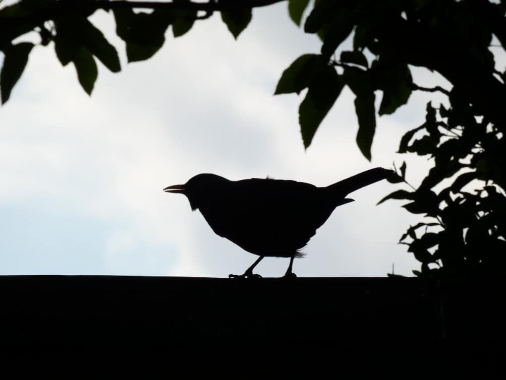 silhouette of a small bird using spot exposure metering.
