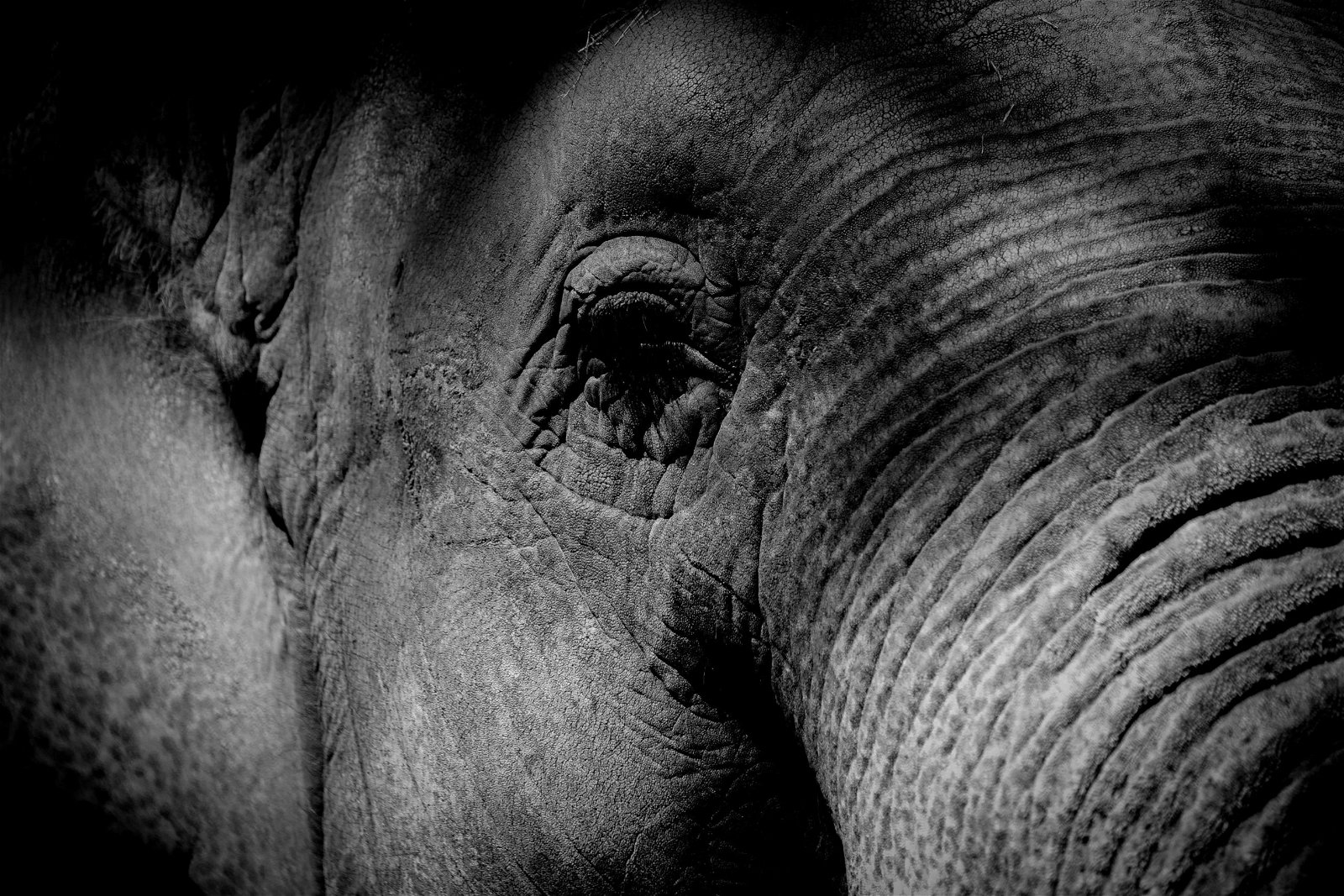 Another travel photography tip is don't forget the details like this elephant's eye