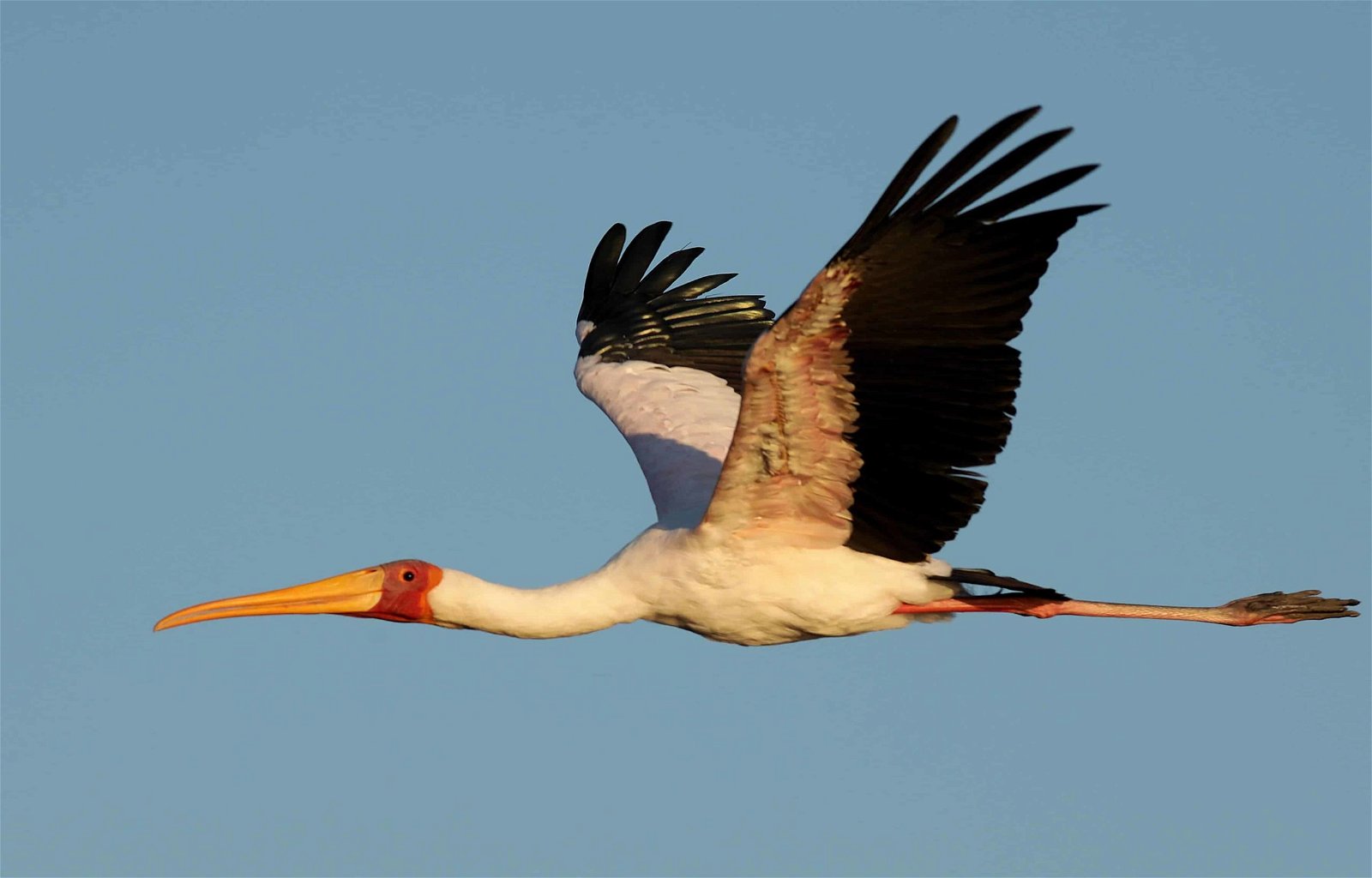 Use burst mode to capture action, like this bird in flight.