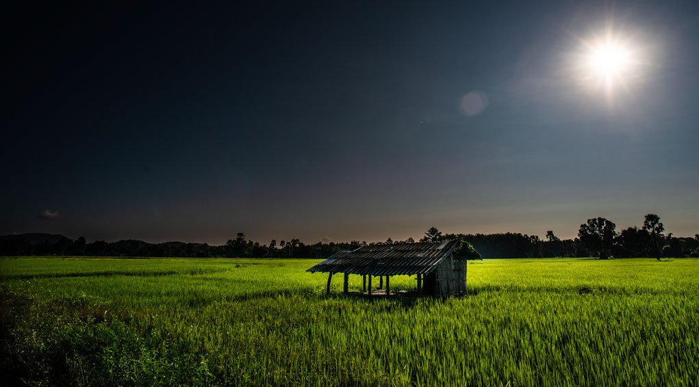 landscape photo of a rice field.