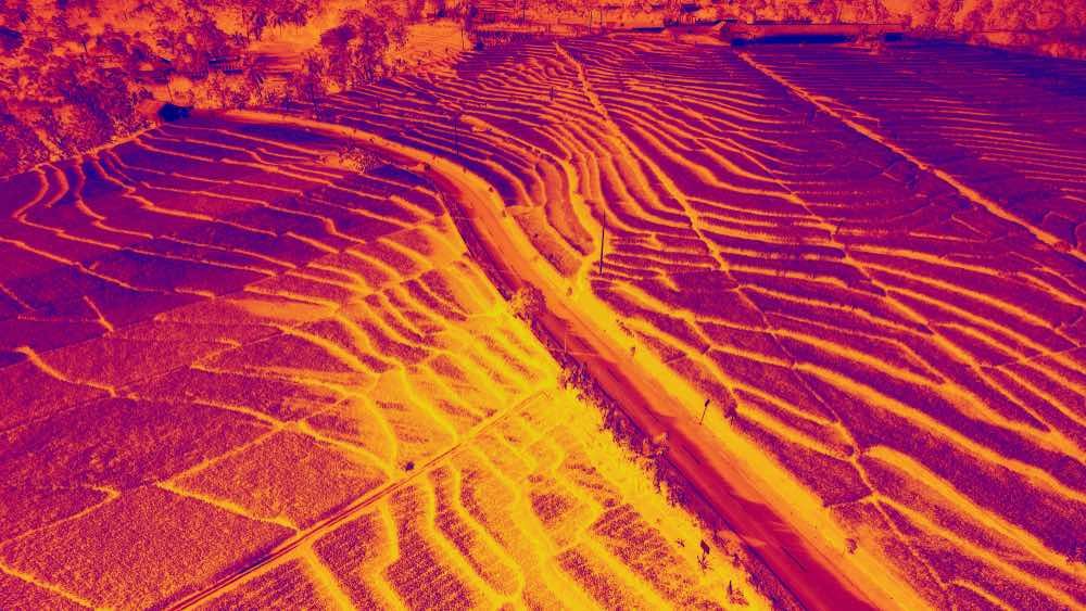 thermal infrared image of a rice field.