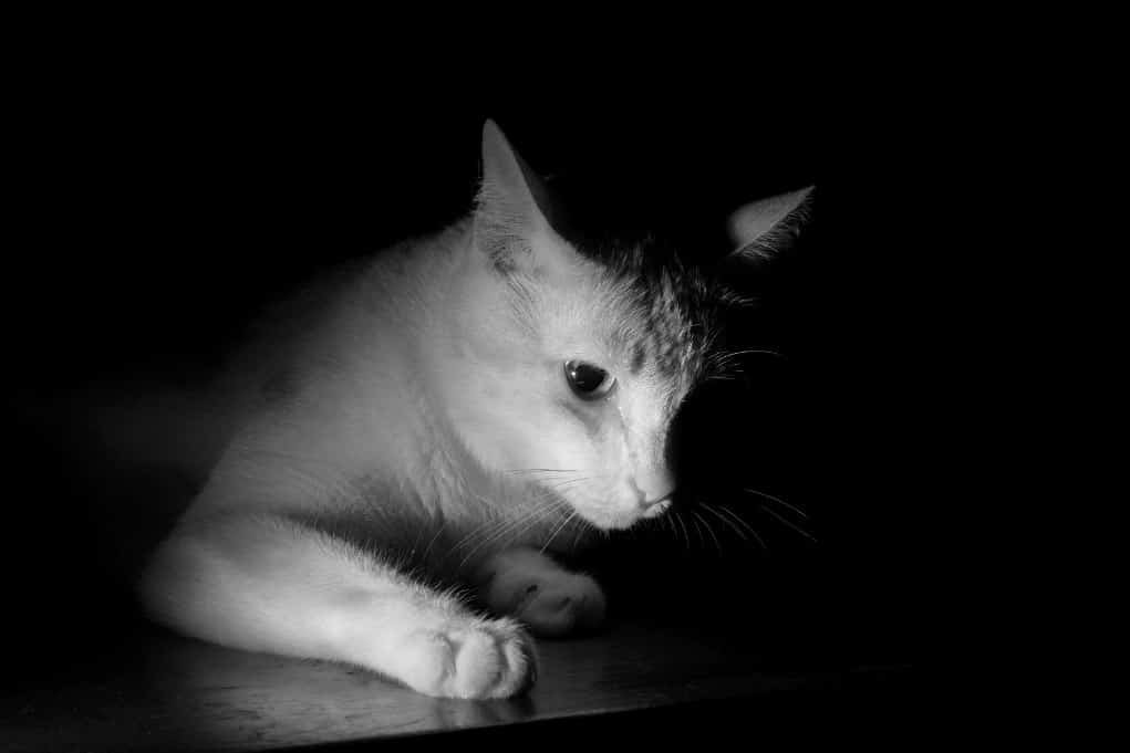 cat in black and white low key light.