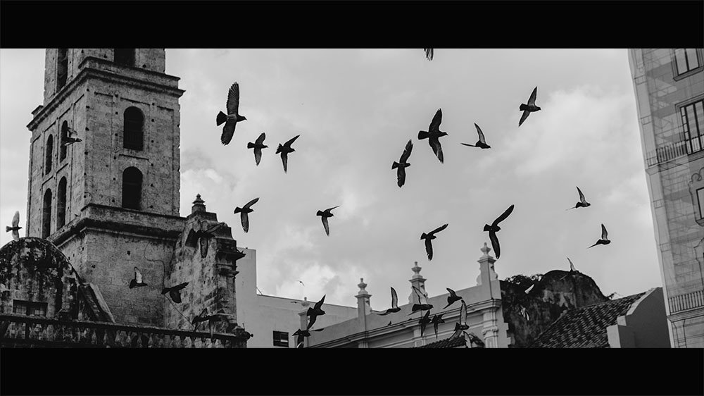 black and white photo, birds over the street.