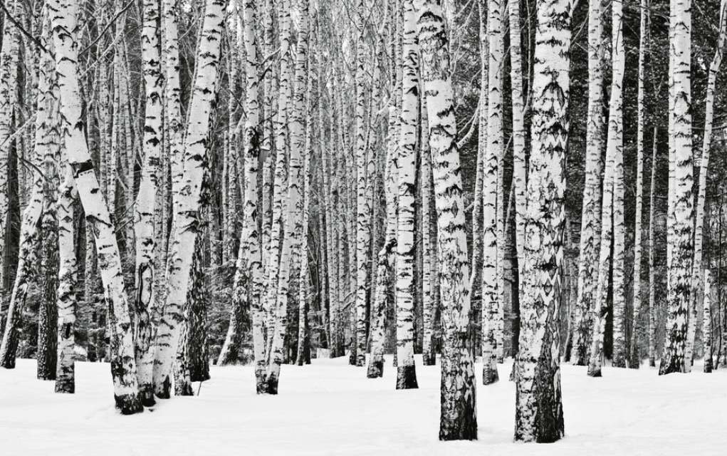 black and white photography trees