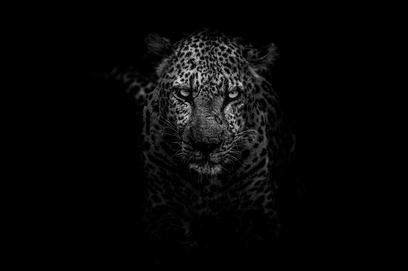 moody black and white shot of leopard.