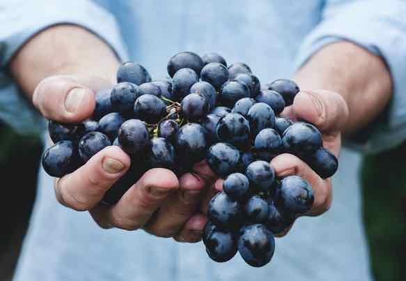 grapes styled in blue shirt and hands.