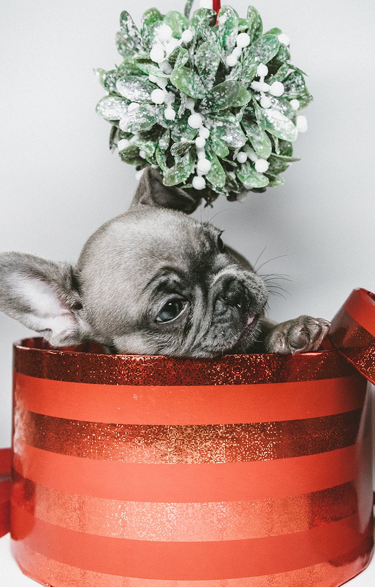 puppy sitting in a Christmas gift box under a mistletoe.