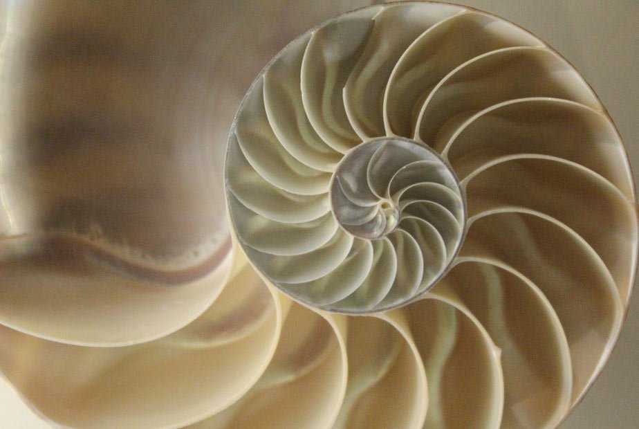 golden ratio in photography.