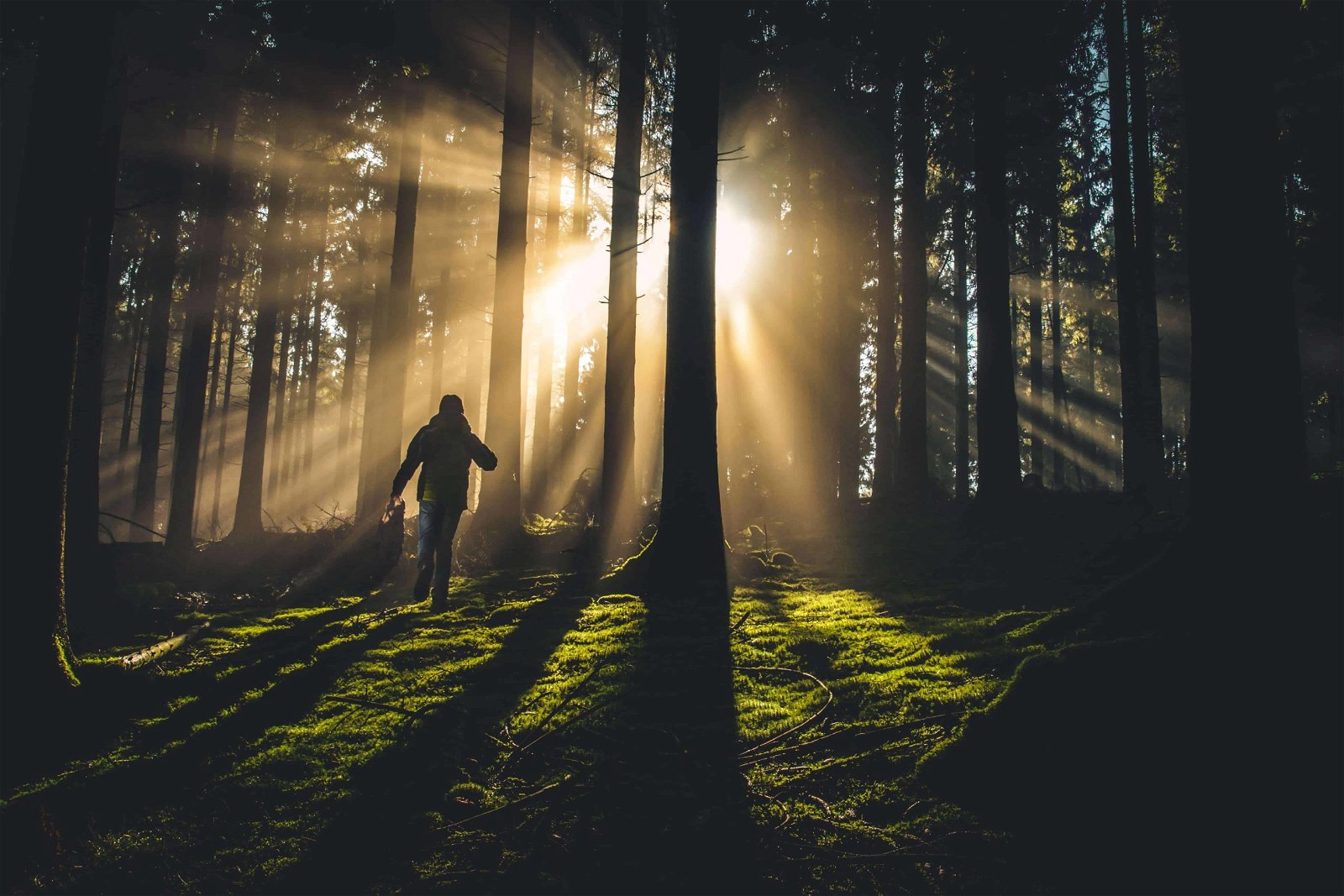 Natural Light Photography includes hard light which creates dramatic shadows, such as those created by the setting sun shining through the woods.