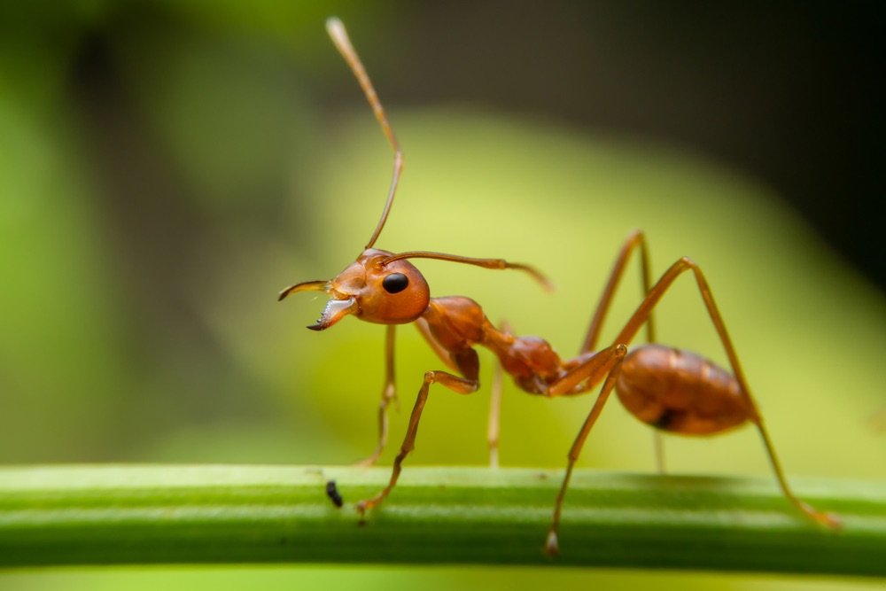 macro image of an ant in a forest.