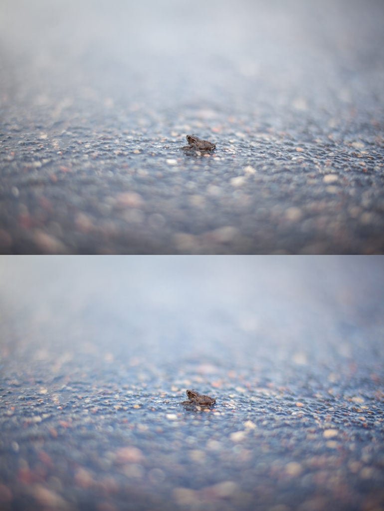 the effects on macro photos.