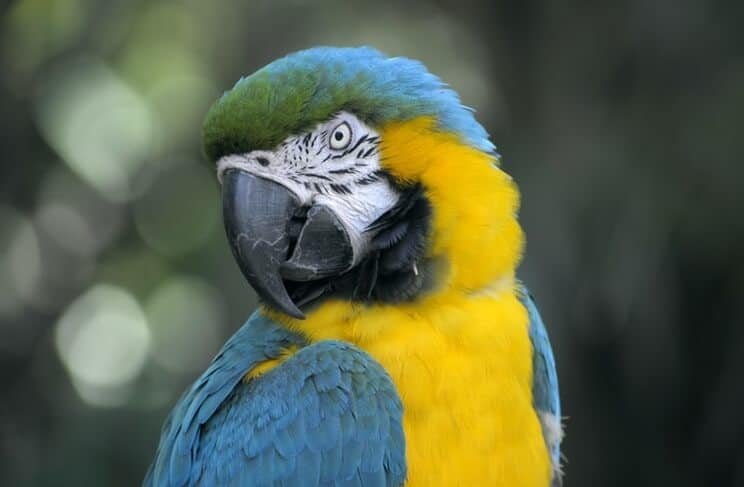 Popular types of photography includes macro photography, such as this closeup of a parrot.