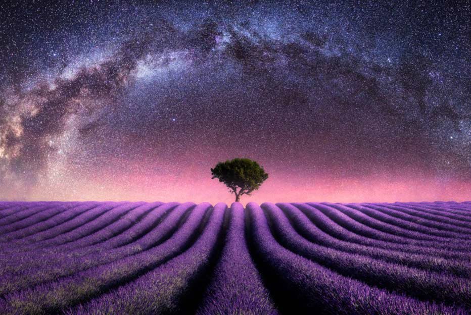 lavender field and milky way.